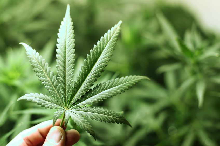 Rudoi Law Patients Medical Marijuana Rudoi Law Patients Medical Marijuana